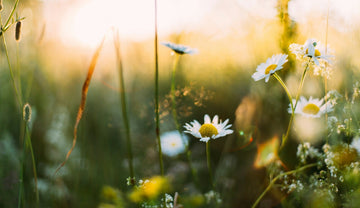 Springtime Splendour: Preparing for Early Spring Camping - aZengear (Artdriver Ltd)